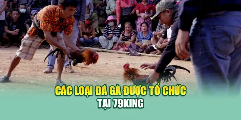 Luật Đá Gà Chi Tiết Và Chính Xác Nhất Tại Nhà Cái 79King 1 Các loại đá gà được tổ chức tại 79King