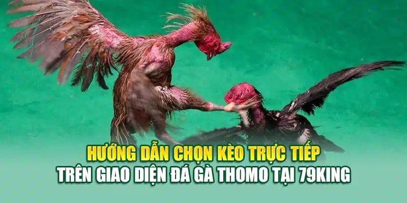 Đá Gà Thomo 79King – Trải Nghiệm Kịch Tính Từng Phút Giây 3 Hướng dẫn chọn kèo trực tiếp trên giao diện đá gà Thomo tại 79King
