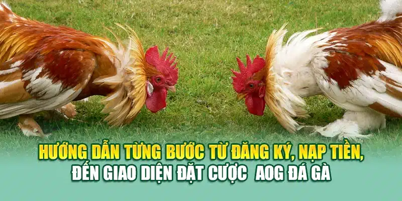 AOG Đá Gà Tại 79King – Chọi Kê Đỉnh Cao Cho Hội Viên 2 Hướng dẫn từng bước từ đăng ký, nạp tiền, đến giao diện đặt cược AOG đá gà