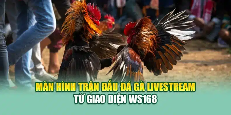 Trải Nghiệm WS168 Đá Gà Đỉnh Cao Cùng 79King Uy Tín 2 Màn hình trận đấu đá gà livestream từ giao diện WS168