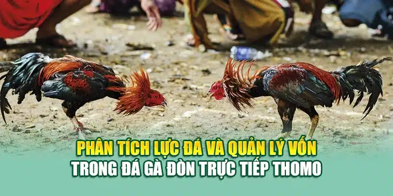 Trải Nghiệm Đá Gà Đòn Trực Tiếp Thomo Chuẩn Đỉnh Tại 79King 3 Phân tích lực đá và quản lý vốn trong đá gà đòn trực tiếp Thomo