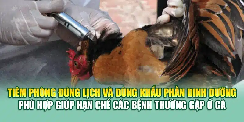 Các Bệnh Thường Gặp Ở Gà – Nguyên Nhân và Cách Phòng Trị 3 Tiêm phòng đúng lịch và dùng khẩu phần dinh dưỡng phù hợp giúp hạn chế các bệnh thường gặp ở gà