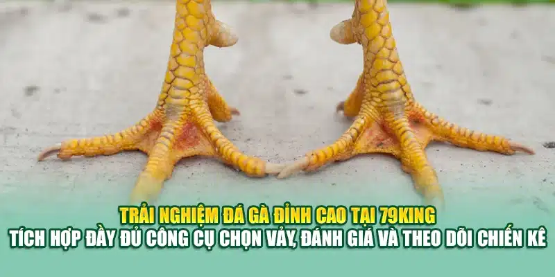 78 Vảy Gà Tốt Nên Chọi – Bí Quyết Chọn Chiến Kê Đỉnh Cao 3 Trải nghiệm đá gà đỉnh cao tại 79King – tích hợp đầy đủ công cụ chọn vảy, đánh giá và theo dõi chiến kê