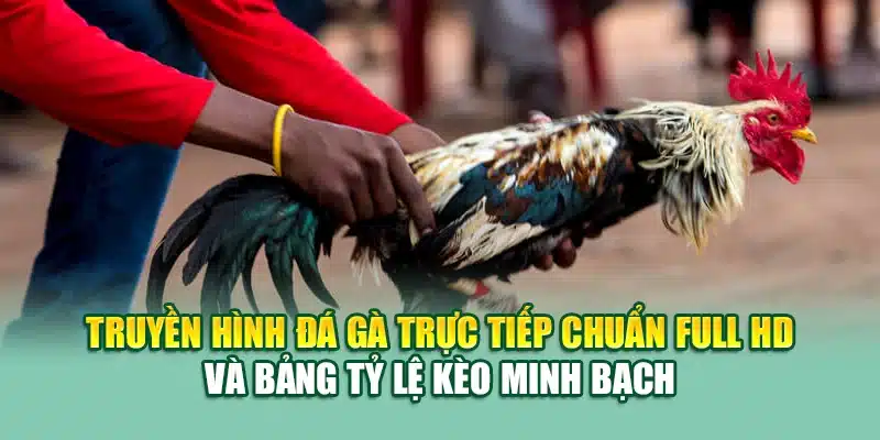 Trải Nghiệm Đá Gà Đòn Trực Tiếp Thomo Chuẩn Đỉnh Tại 79King 1 Truyền hình đá gà trực tiếp chuẩn Full HD và bảng tỷ lệ kèo minh bạch